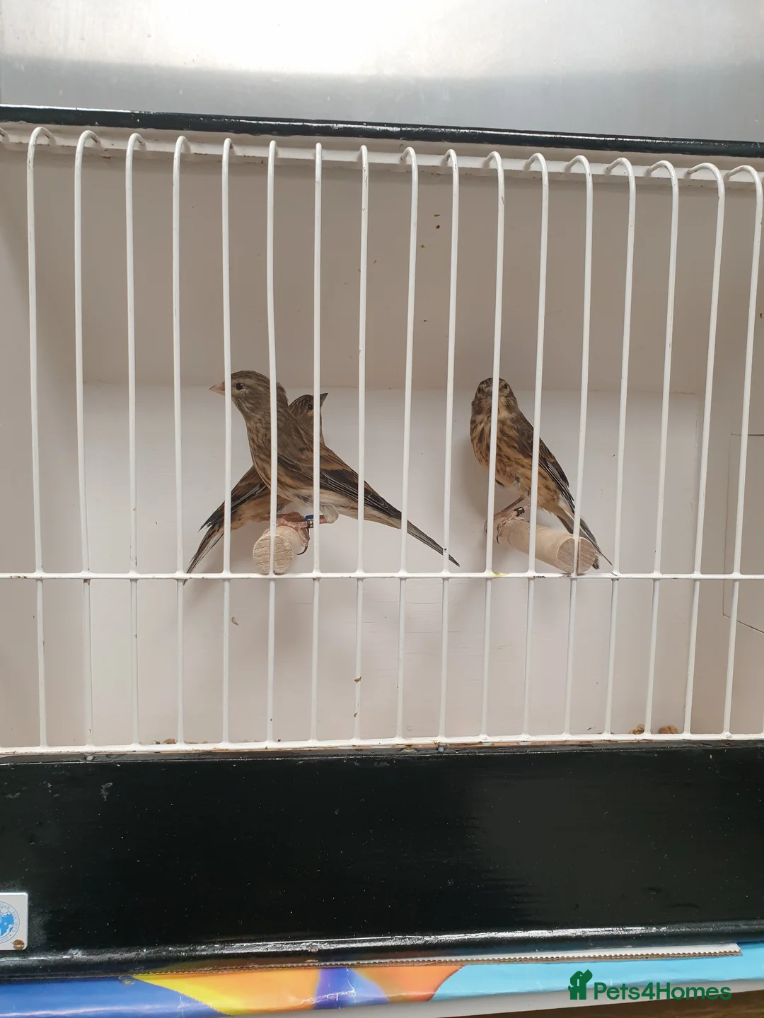 Mixed Breed birds for sale:  canary and linnet - Advert 2