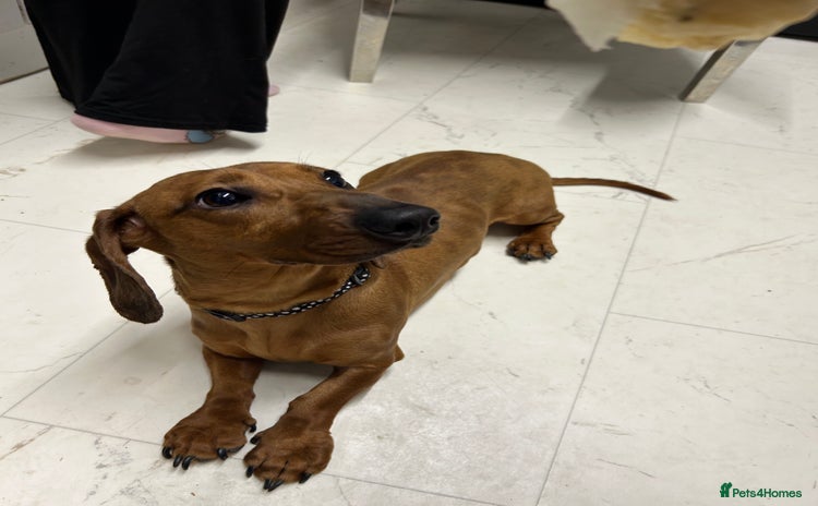 Dachshund dogs - Advert 4