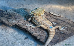 Bearded Dragon reptiles for sale: Bearded Dragons - stunning babies  - Image 8