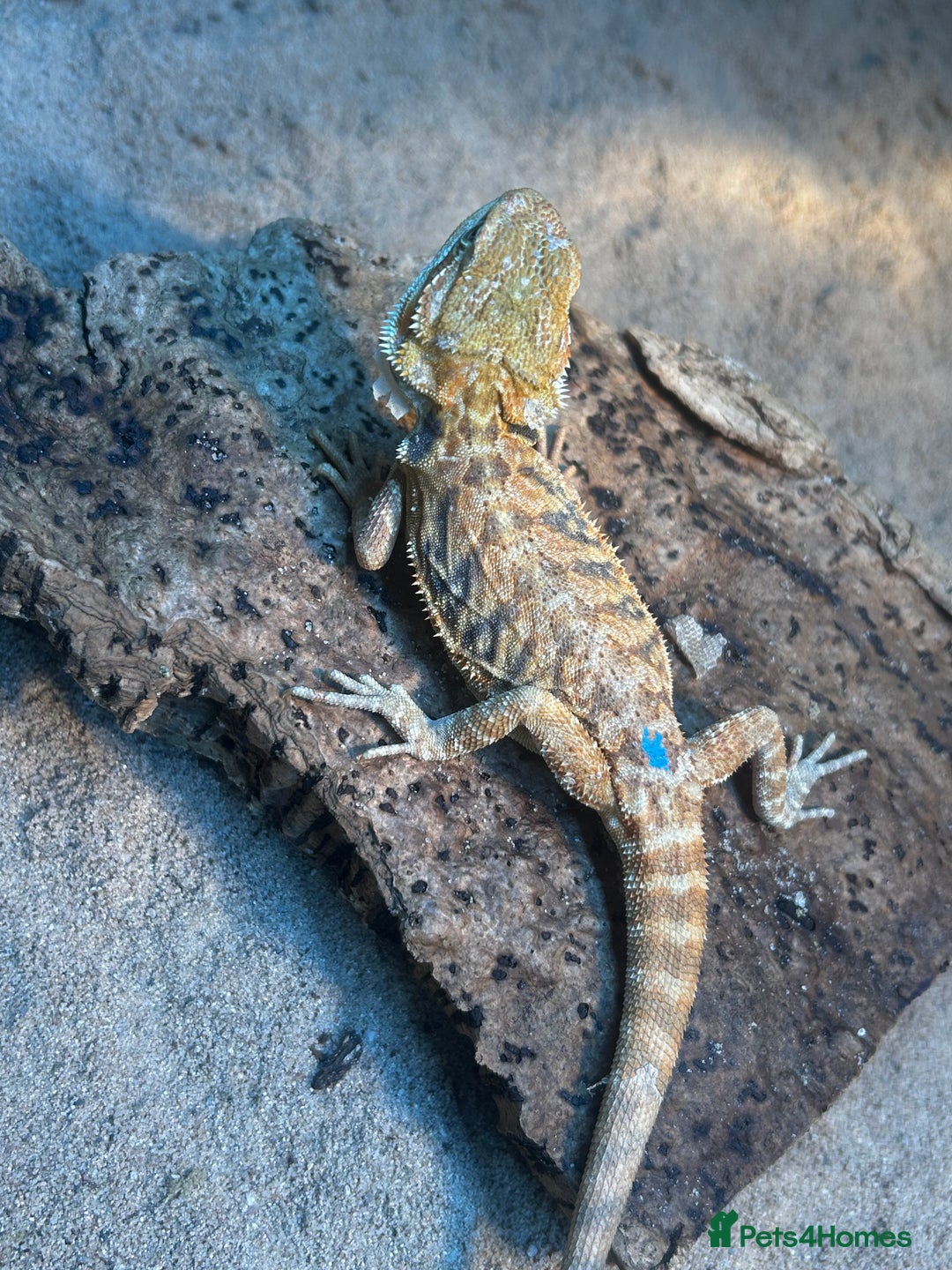 Bearded Dragon reptiles for sale: Bearded Dragons - stunning babies  - Image 8