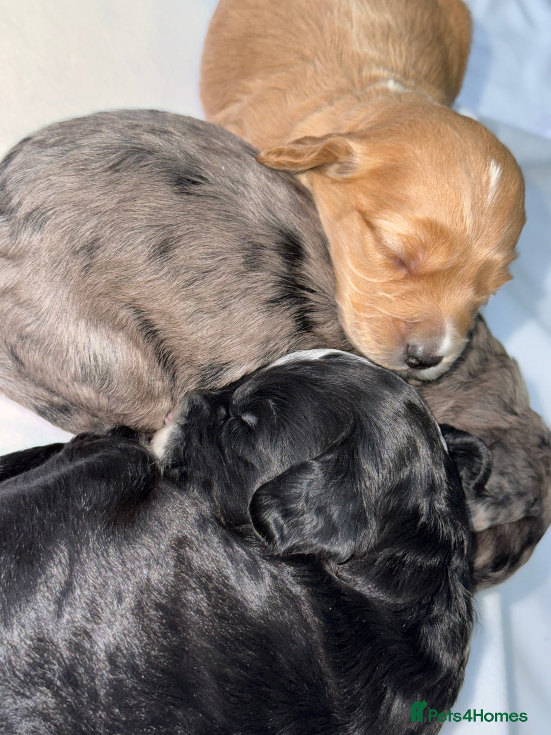 Cockapoo dogs for sale: F1 COCKAPOO PUPS - Advert 11