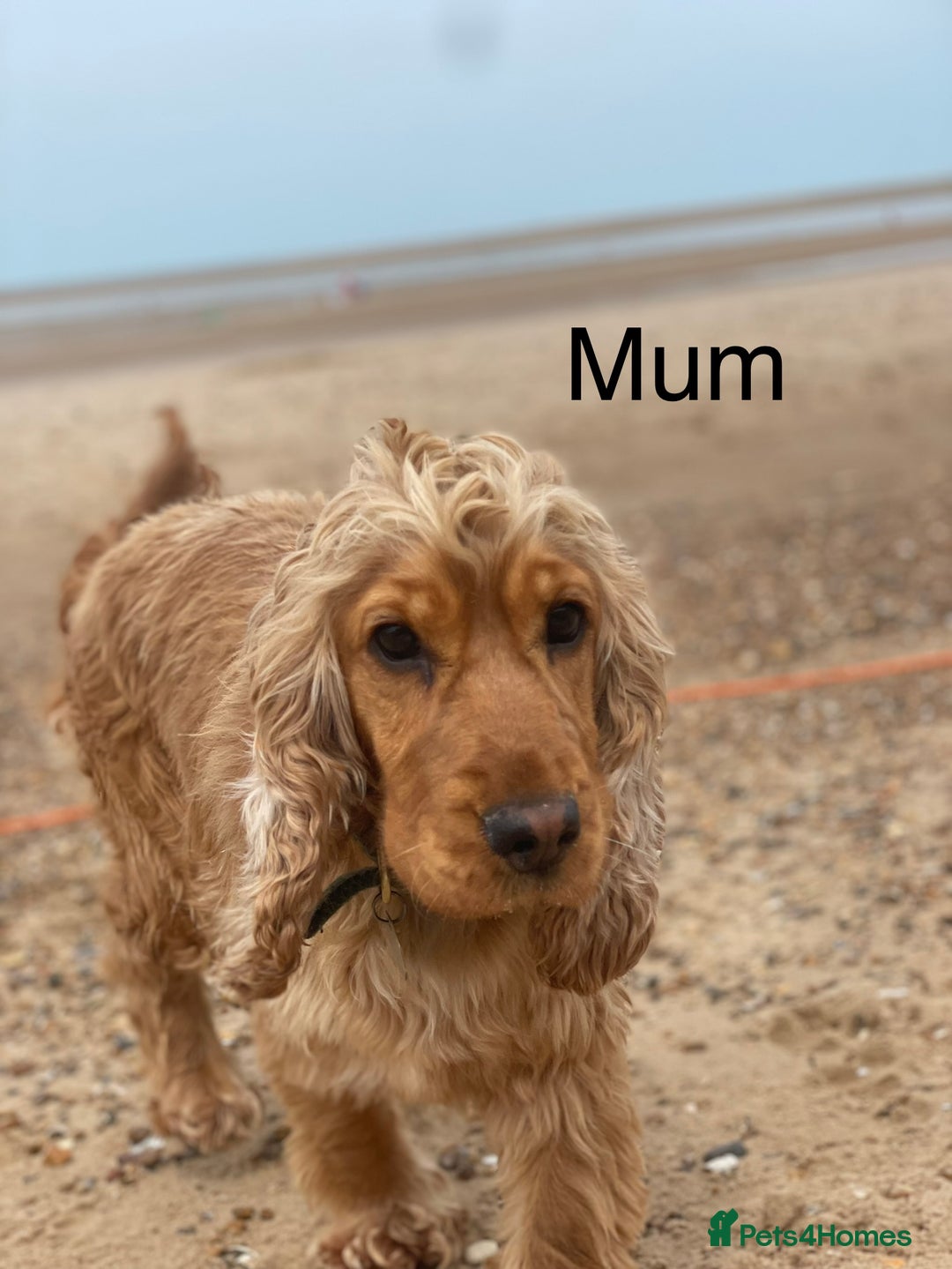 Cocker Spaniel dogs for sale: *READY NOW* COCKER SPANIEL PUPPIES KC REG SHOW in Newmarket - Image 8