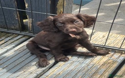 Cocker Spaniel dogs for sale: KC Working Cocker Spaniels available now - Image 3