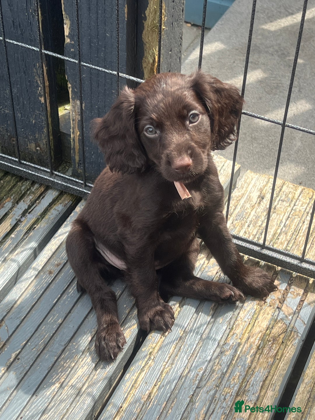 Cocker Spaniel dogs for sale: KC Working Cocker Spaniels available now - Image 3