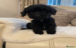 Cockapoo dogs for sale: Cockerpoo pups - Image 14