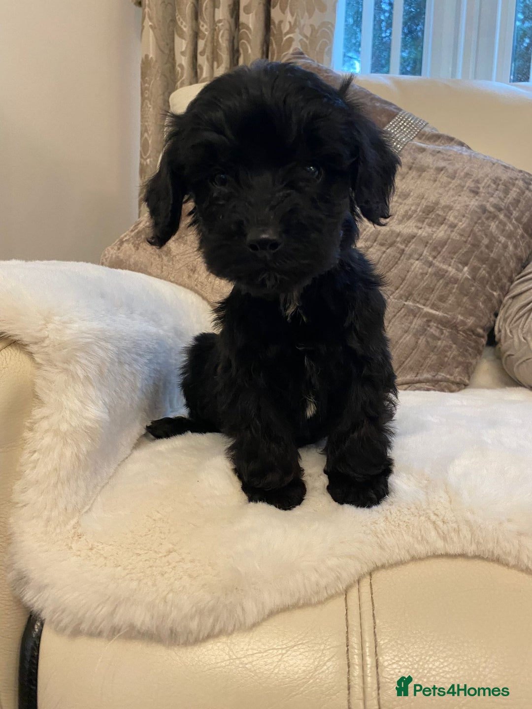 Cockapoo dogs for sale: Cockerpoo pups - Image 14
