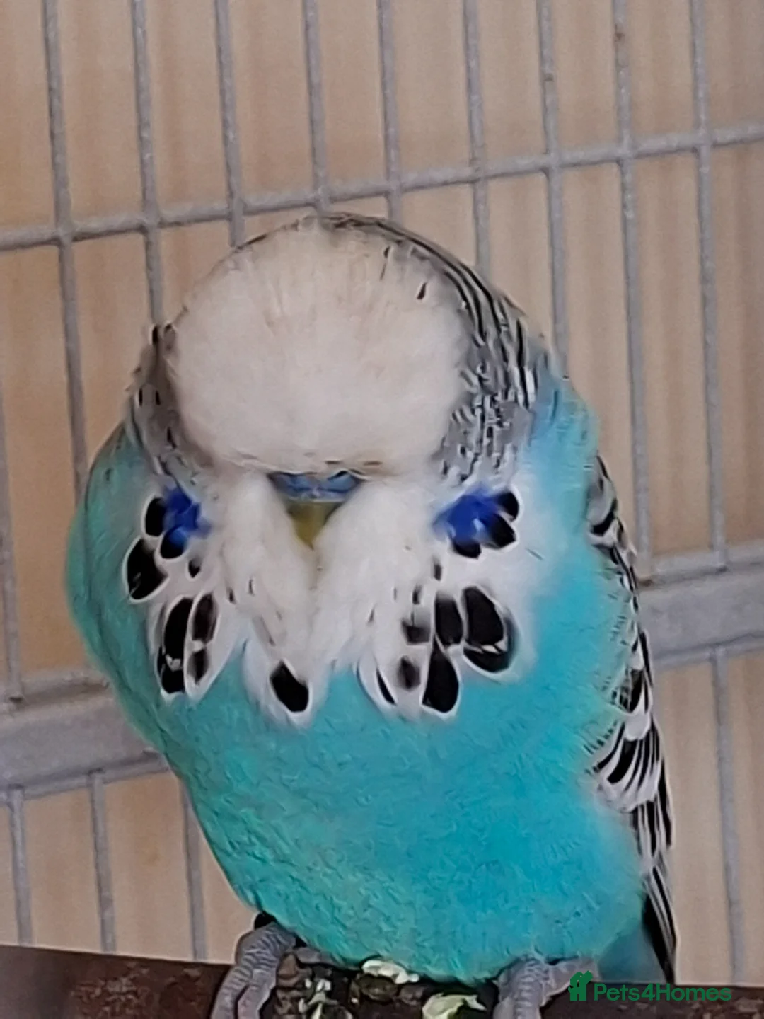 Budgerigars birds for sale: Beautiful show type boy with his 2 lady's  - Advert 1