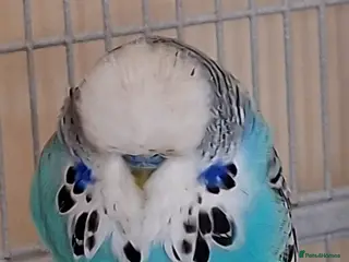 Budgerigars birds Beautiful show type boy with his 2 lady's - Advert 1
