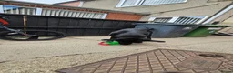 Sheprador dogs for sale: Oreo 3 years  in Nottingham - Advert 3