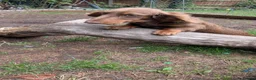 Dachshund dogs for sale: Dachshund miniature  - Advert 5
