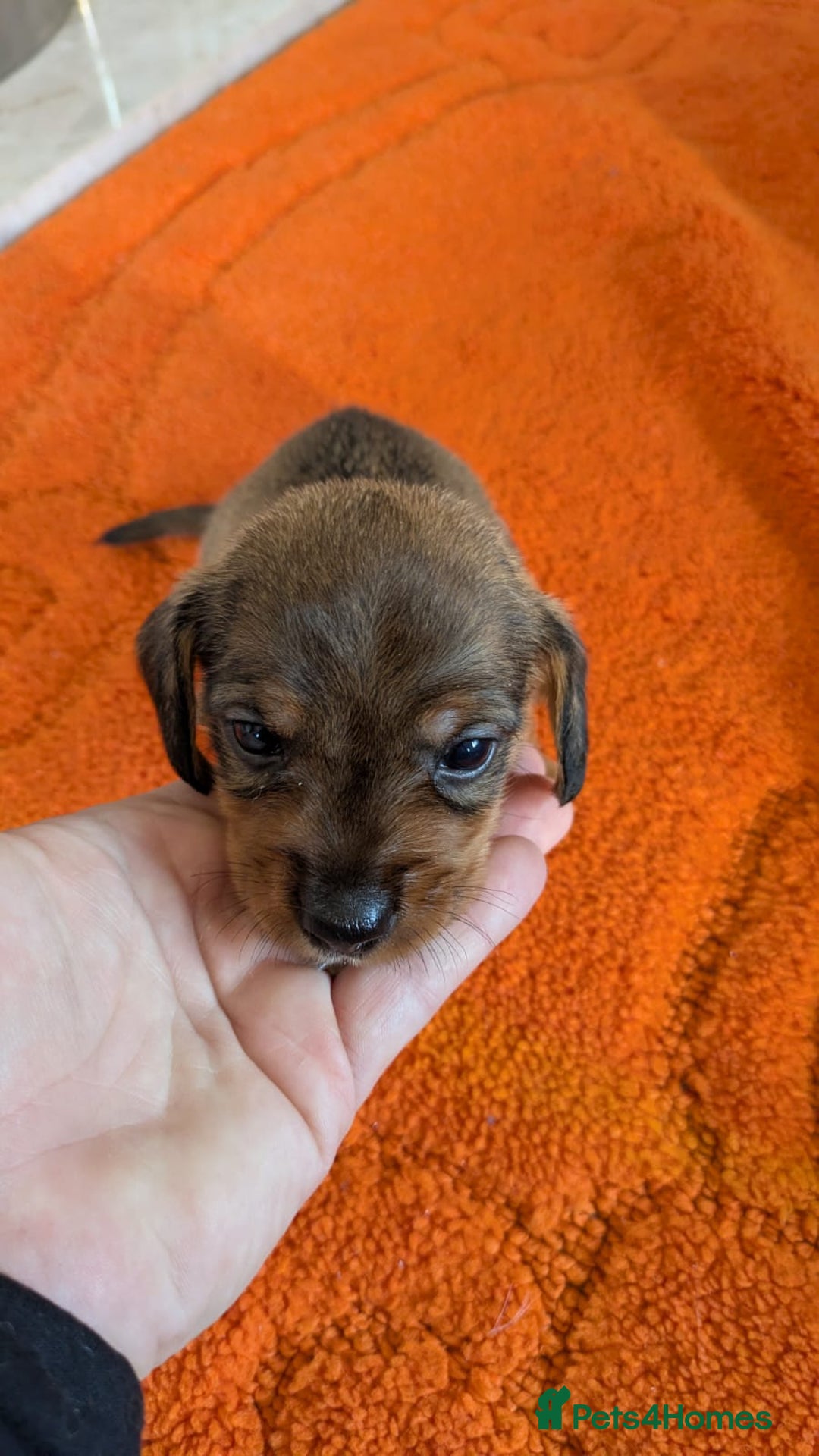 Mixed Breed dogs for sale: 3/4Dachshund X 1/4Jack  - Image 26