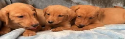 Labrador Retriever dogs for sale: Red labrador - Advert 21