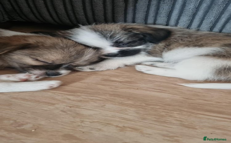 Mixed Breed dogs - Advert 3
