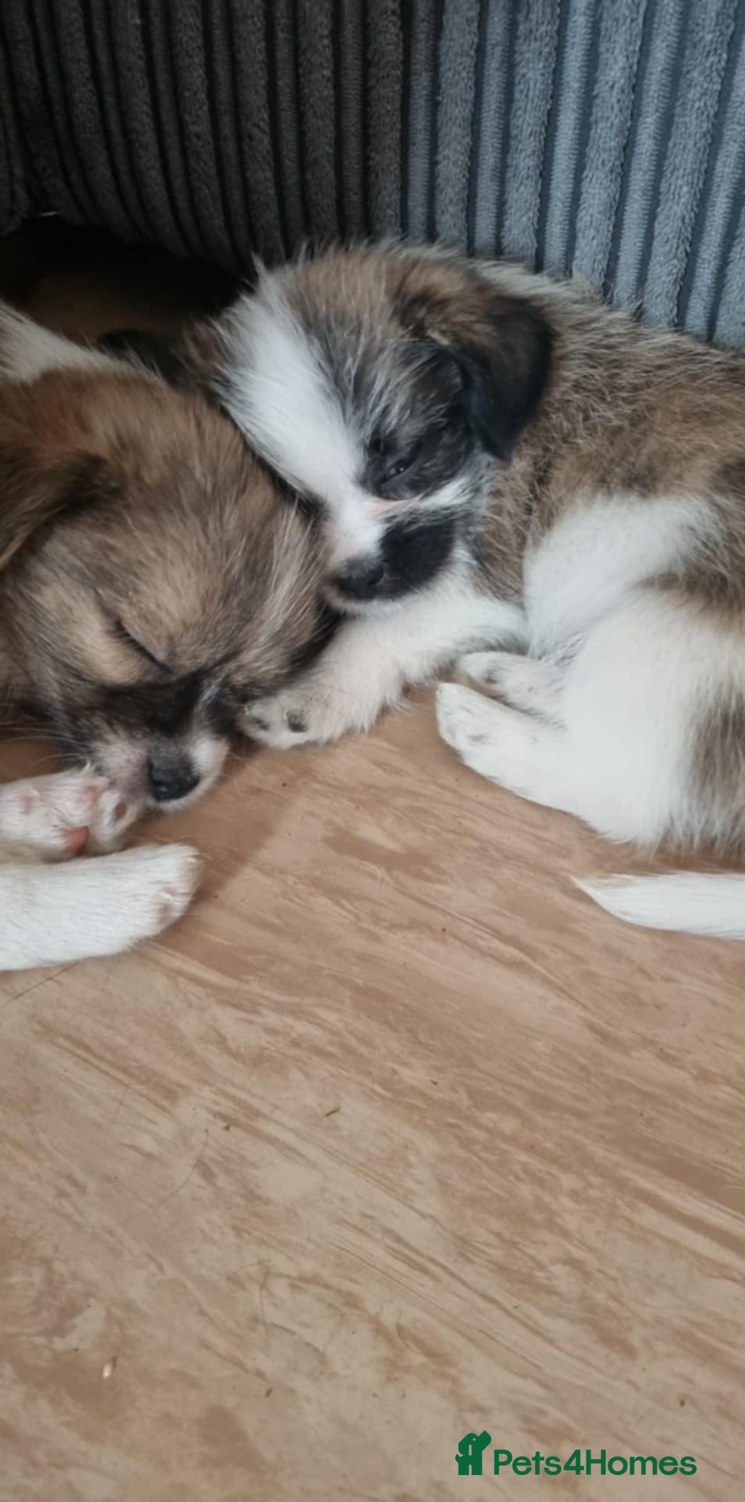 Mixed Breed dogs for sale: Jack Russell Cross Shih Tzu pups for sale  - Image 1
