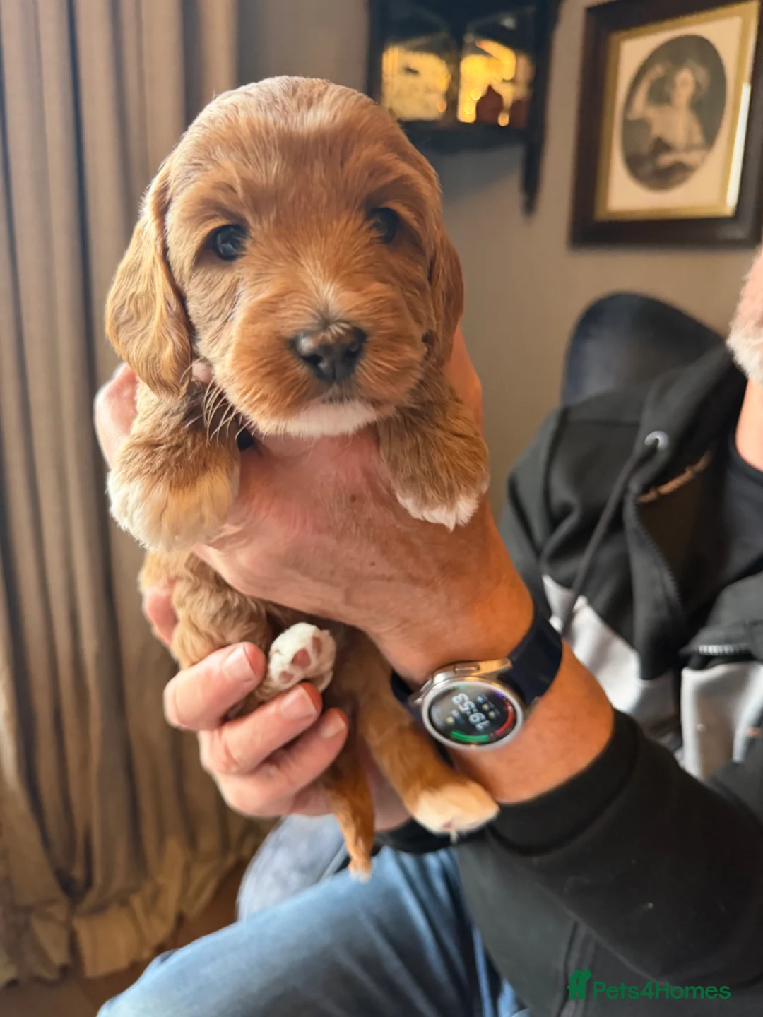 Australian Labradoodle dogs for sale: 100% Pure bred Australian Labradoodle  - Advert 1