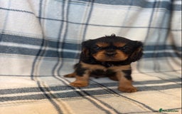 Cavalier King Charles Spaniel dogs for sale: 4 stunning B&t chocolate carrier cavaliers - Image 9