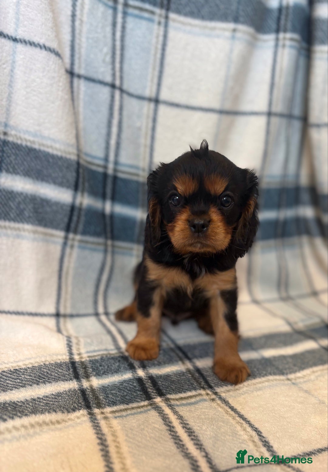 Cavalier King Charles Spaniel dogs for sale: 4 stunning B&t chocolate carrier cavaliers - Image 9