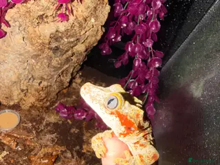 Mixed Breed reptiles Male and female gargoyle gecko - Advert 1