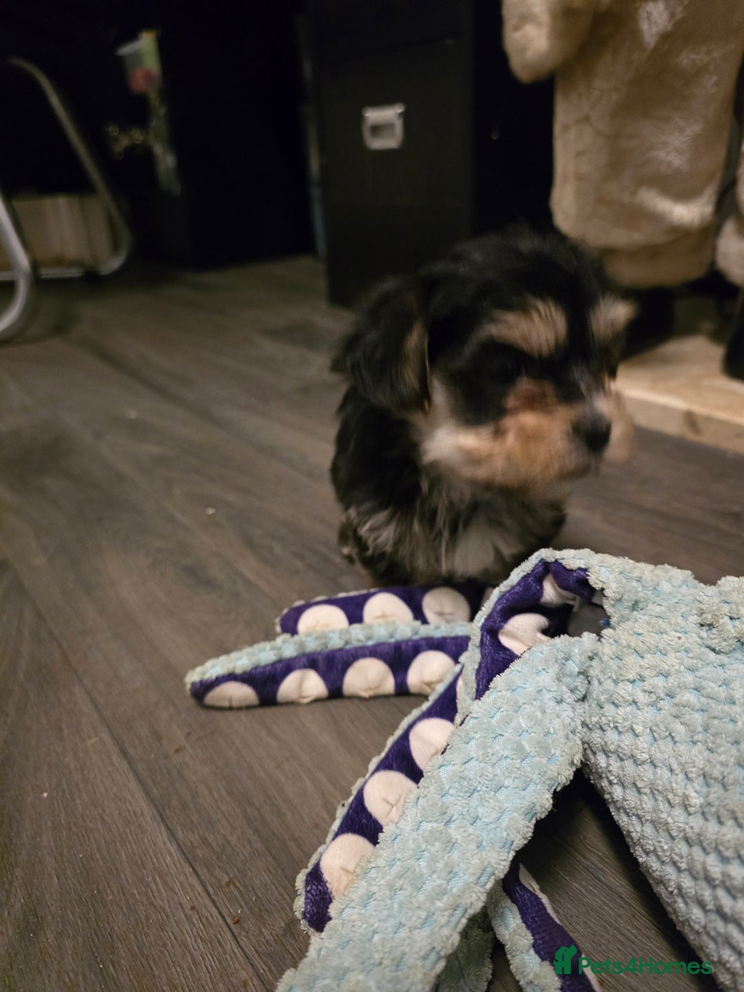 Morkie dogs for sale: Morkie puppies for sale - Advert 16