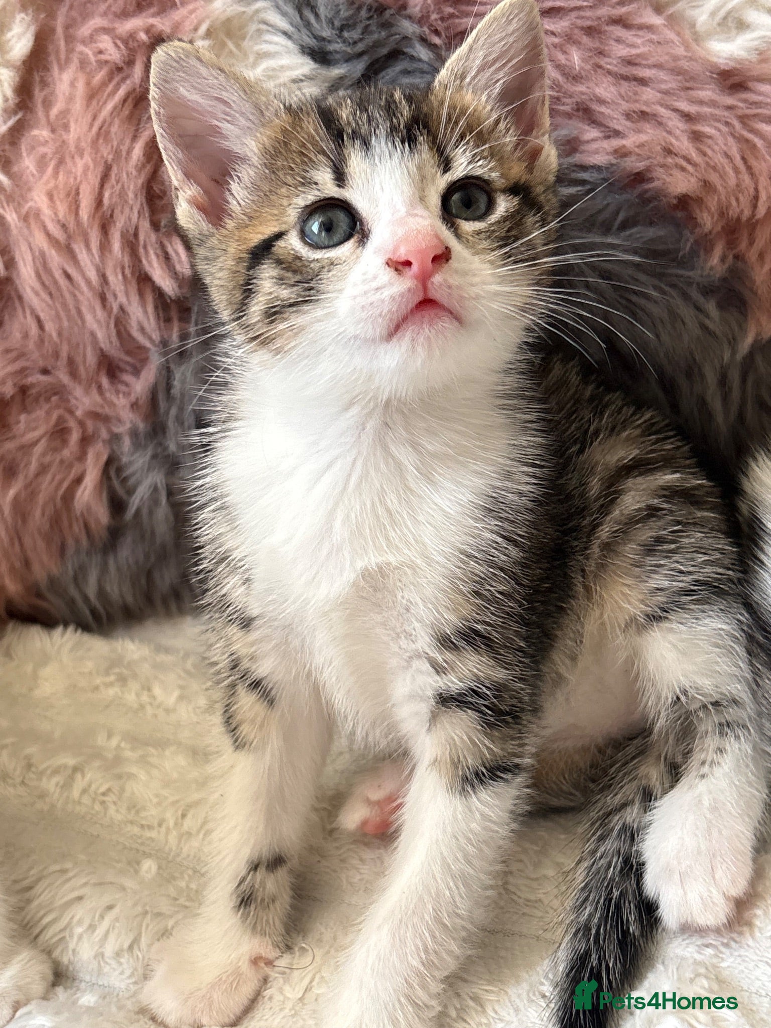 Domestic Shorthair cats 7 Bundles of fur 🤍🐾 - Advert 7