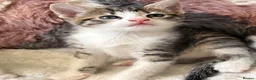 Domestic Shorthair cats for sale: 7 Bundles of fur 🤍🐾 - Advert 1