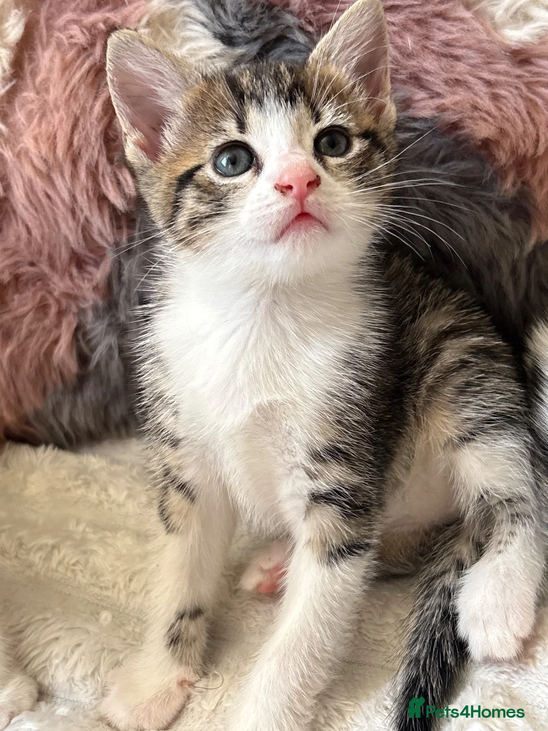 Domestic Shorthair cats for sale: 7 Bundles of fur 🤍🐾 - Advert 1