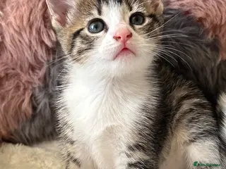 Domestic Shorthair cats 7 Bundles of fur 🤍🐾 1 EXTRA FEMALE - Advert 3