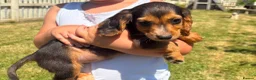 Cocker Spaniel dogs for sale: Cocker spaniel puppies in Llanelli - Advert 3