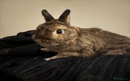Netherland Dwarf rabbits for sale: Netherland dwarf rabbits for adoption - Image 6