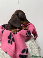 Miniature Dachshund dogs CHOCOLATE AND CREAM MINIATURE DACHSHUND PUPPY - Advert 1