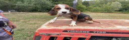 Mixed Breed dogs for adoption: JUNIE FOR ADOPTION CORNWALL/DEVON/SOMERSET BORDER - Advert 7