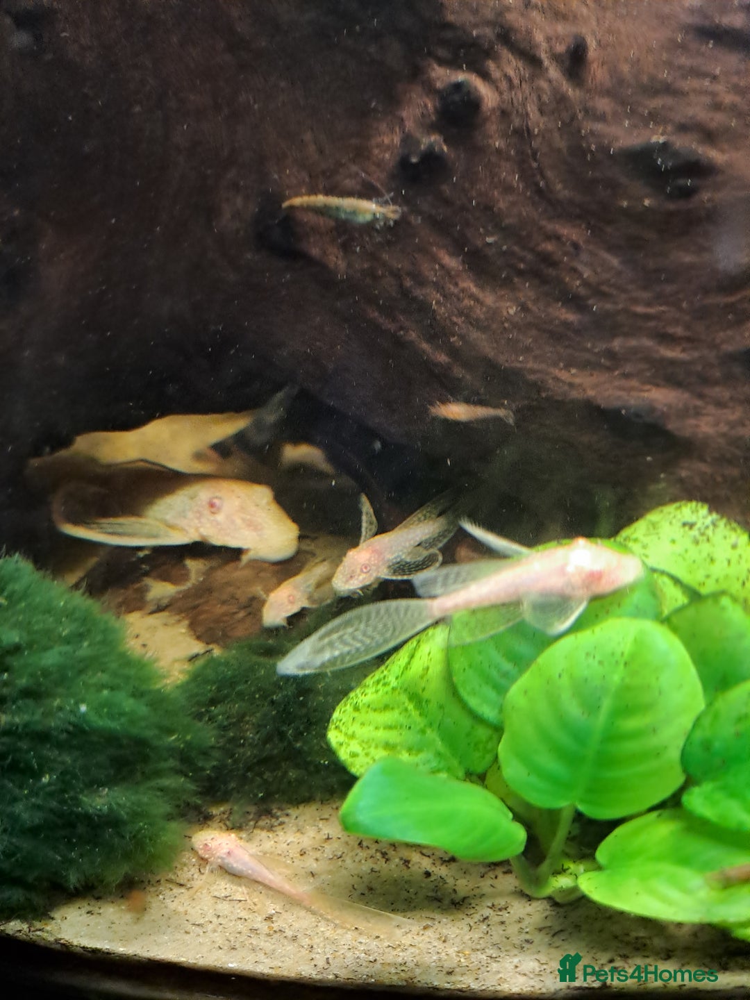 Plecos fish for sale: Endler guppies/Albino plecos - Advert 3