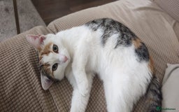 British Shorthair cats for sale: Beautiful stray kitty needs loving home asap!! - Image 1