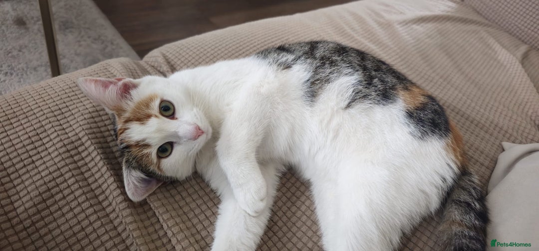 British Shorthair cats for sale: Beautiful stray kitty needs loving home asap!! - Image 1