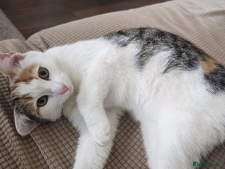 British Shorthair cats Beautiful stray kitty needs loving home asap!! - Advert 19