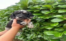 Cocker Spaniel dogs for sale: Beautiful litter of working cocker spaniel puppy’s - Image 1