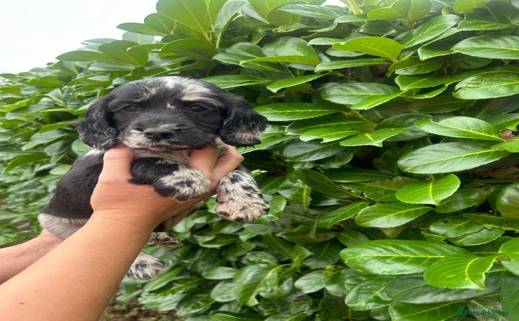Cocker Spaniel dogs - Advert 2