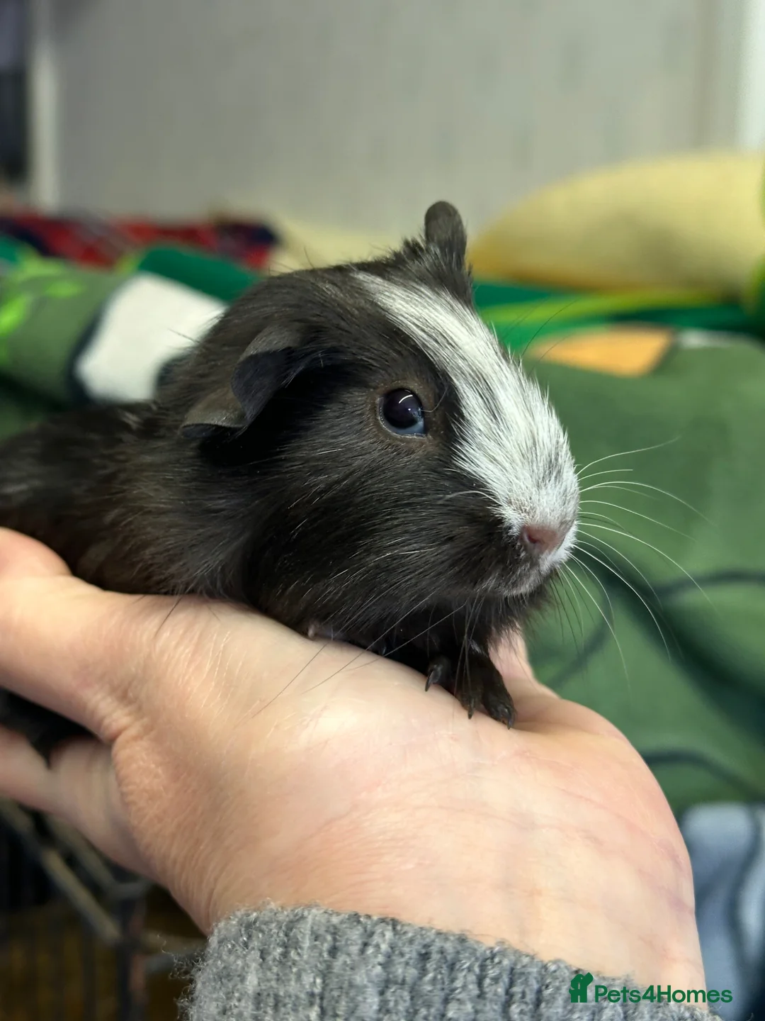 Guinea Pig rodents for sale: Gorgeous baby Guineapigs  - Advert 2