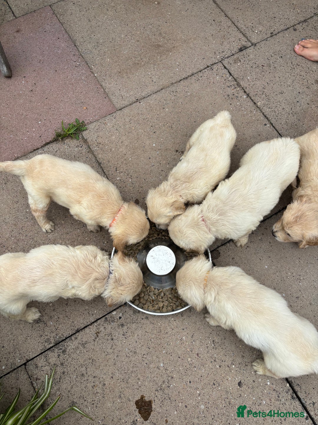 Golden Retriever dogs for sale: Two female Golden Retriever puppies left - Image 2