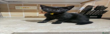 Yellow collar 