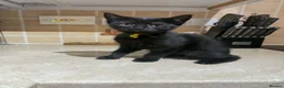 Mixed Breed cats for sale: 2 Female Persian Cross Kittens  in Dartmouth - Advert 2