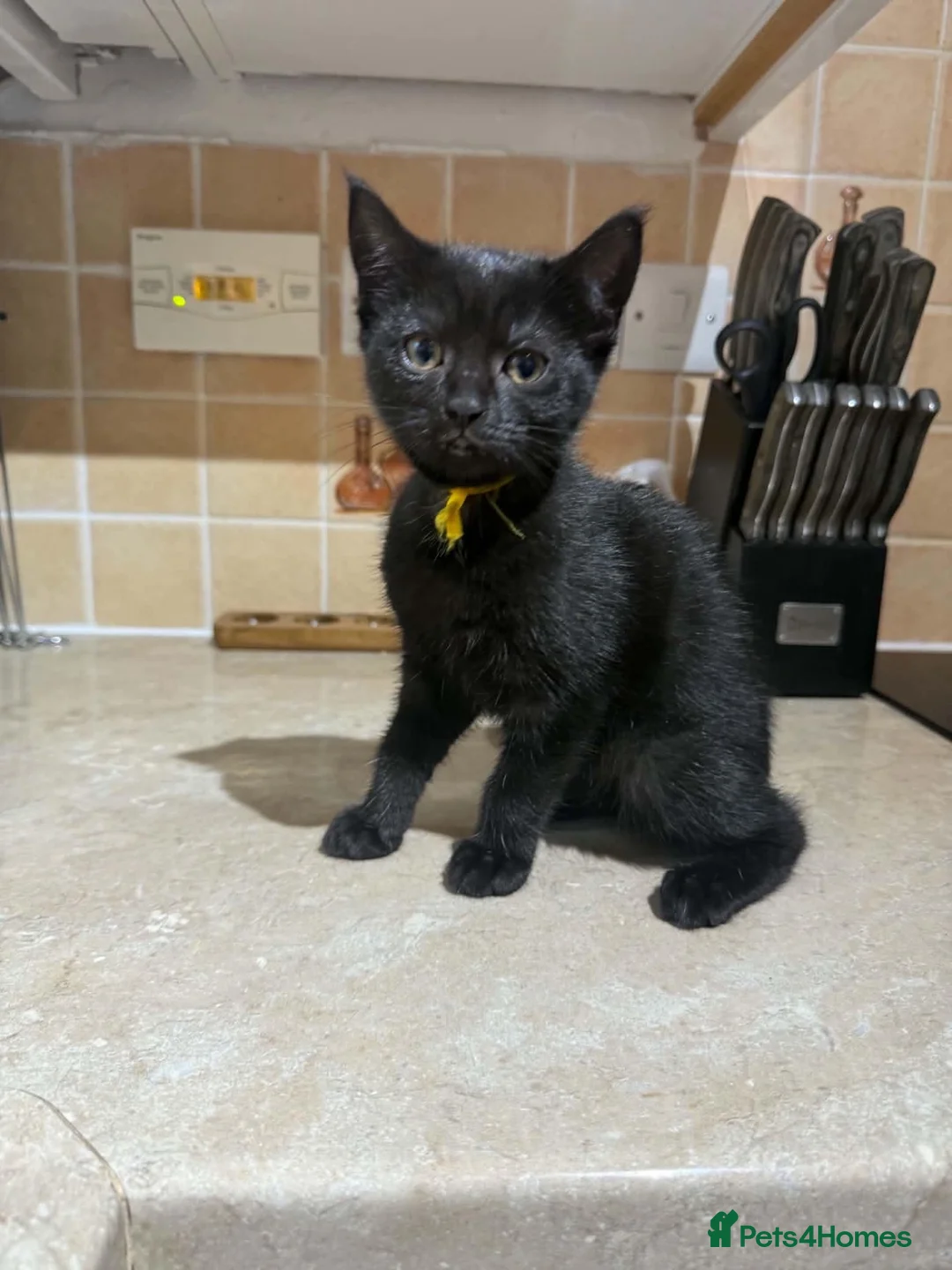 Mixed Breed cats for sale: 2 Female Persian Cross Kittens  in Dartmouth - Advert 2