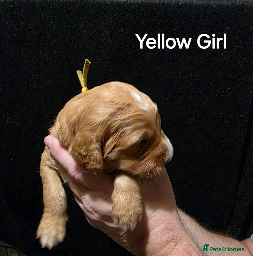 Goldendoodle dogs for sale: Fully Health Tested F1 Goldendoodles - Advert 10