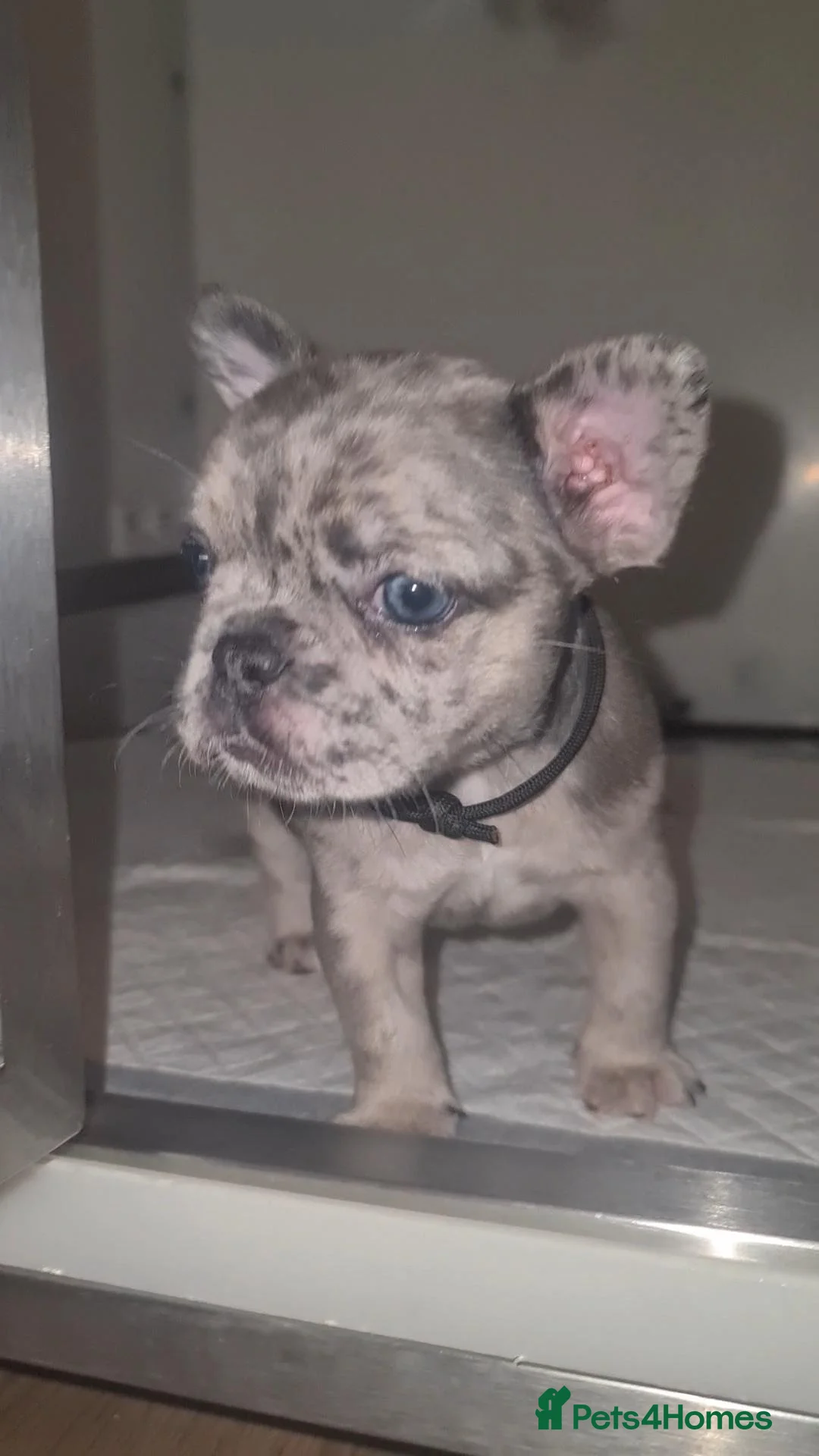 French Bulldog dogs for sale: 💎✨ 4 BEAUTIFUL FRENCHIE GIRLS 💎✨️  in Canterbury - Advert 8