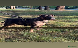 Mixed Breed dogs for sale: Mastibull puppies for sale  - Image 12