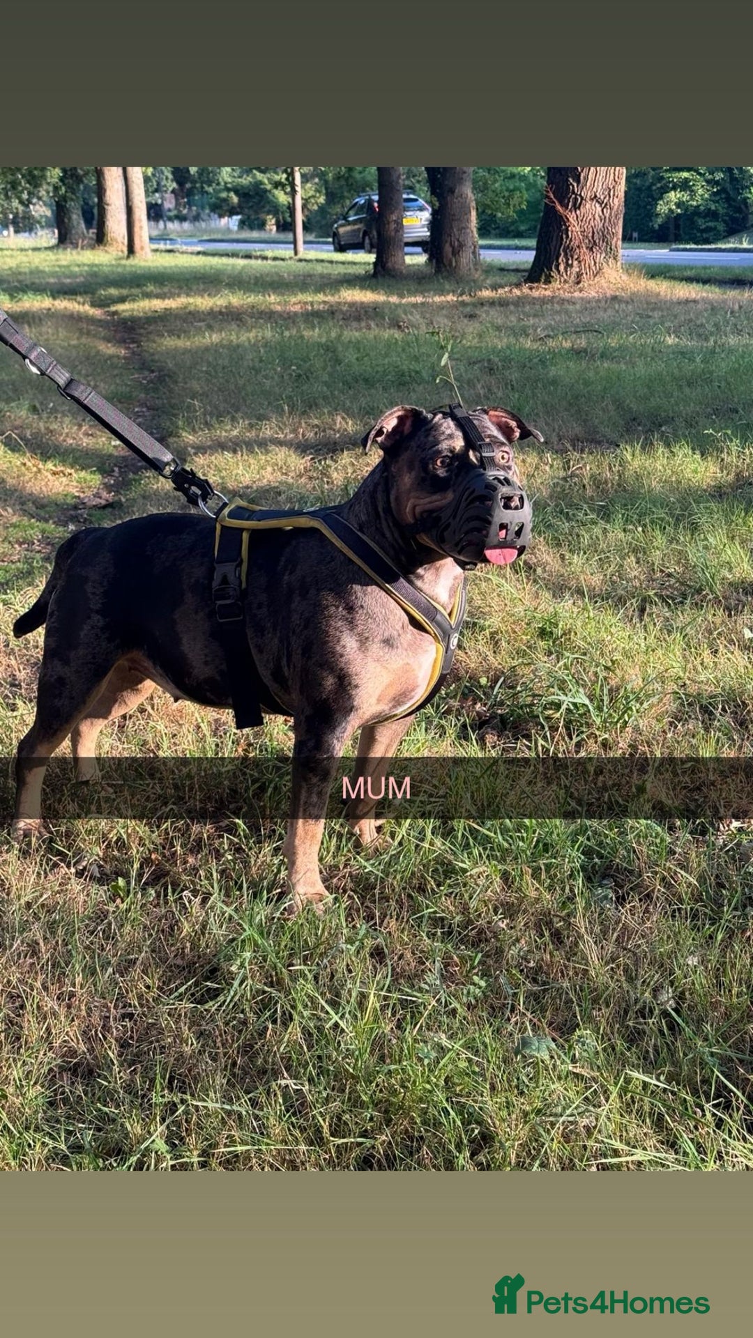Mixed Breed dogs for sale: Mastibull puppies for sale  - Image 12