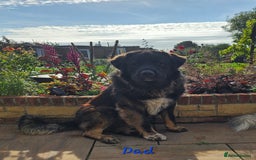 Caucasian Shepherd Dog dogs for sale: Caucasian Shepherd puppies  - Image 8