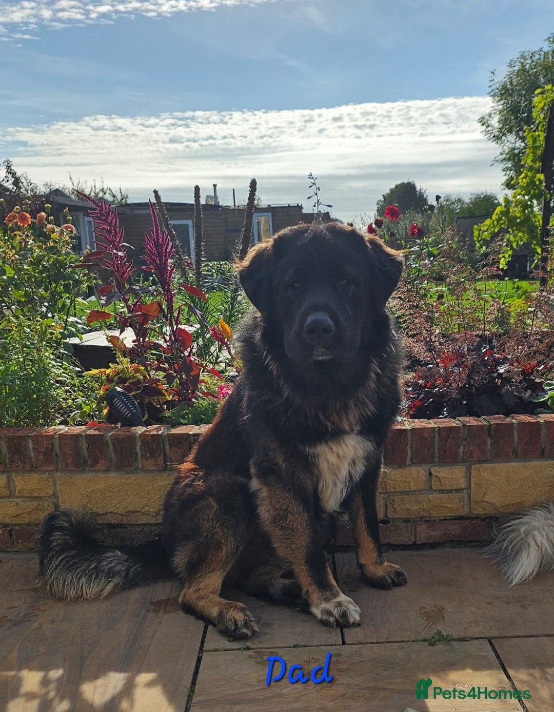 Caucasian Shepherd Dog dogs for sale: Caucasian Shepherd puppies  - Image 8