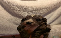 Cockapoo dogs for sale: Cockapoo puppies for sale - Advert 5