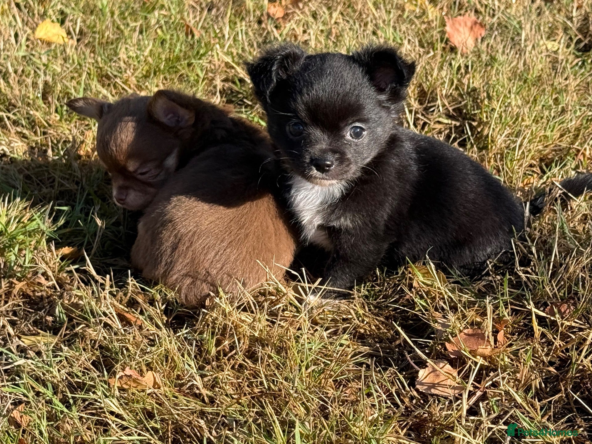 Chihuahua dogs kc reg long coat chihuahua boys available  - Advert 1